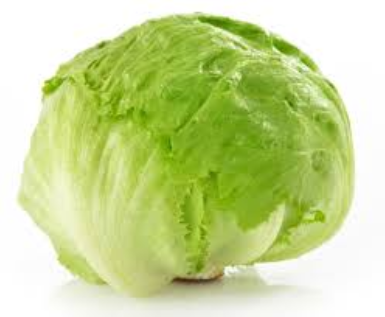 FRESH ICEBERG LETTUCE
